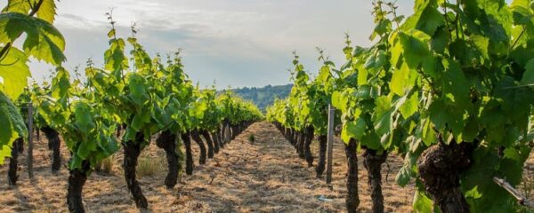 Château Beaujolais