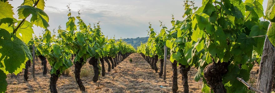 Château Beaujolais